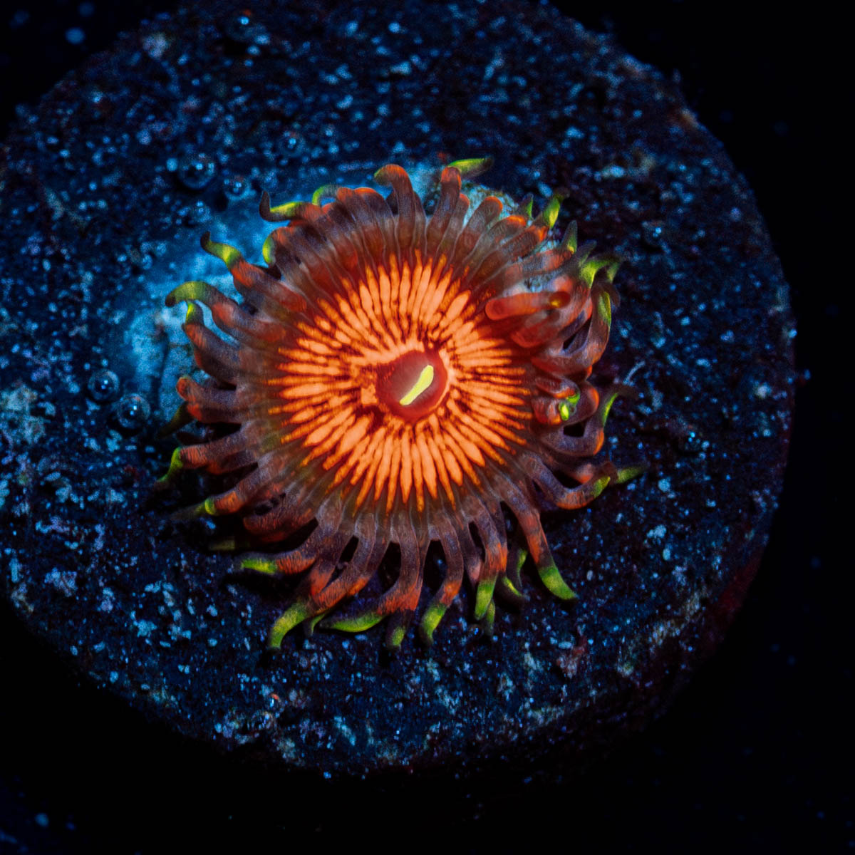 Aztec Warrior Zoanthid