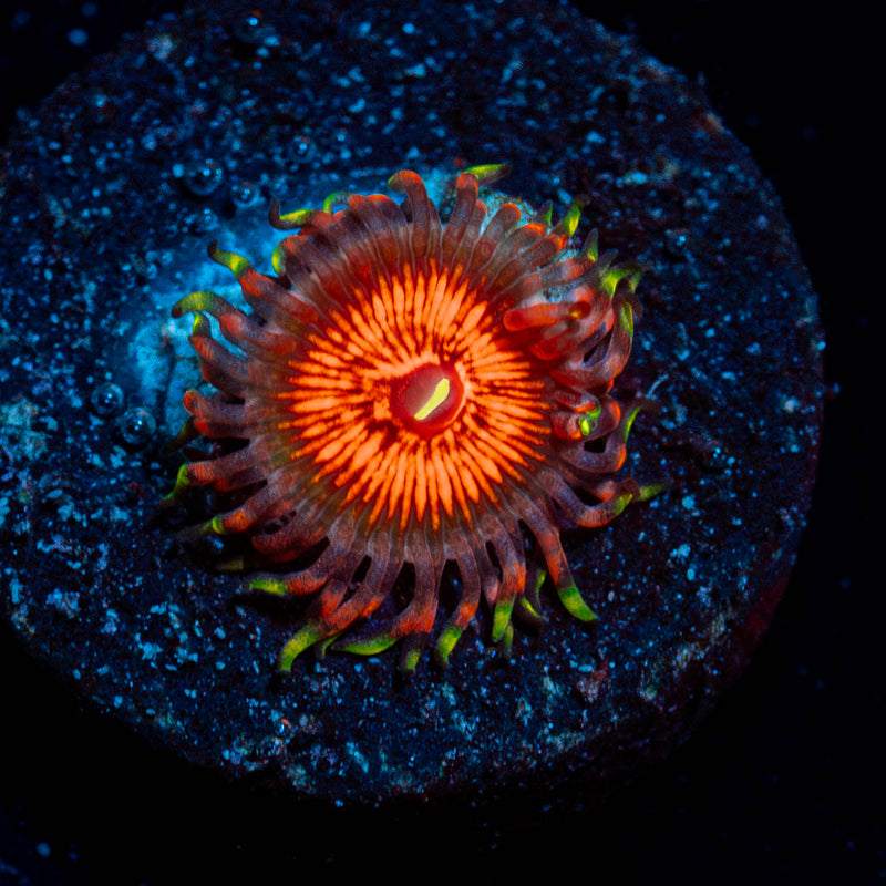 Aztec Warrior Zoanthid