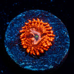 Utter Chaos Zoanthid