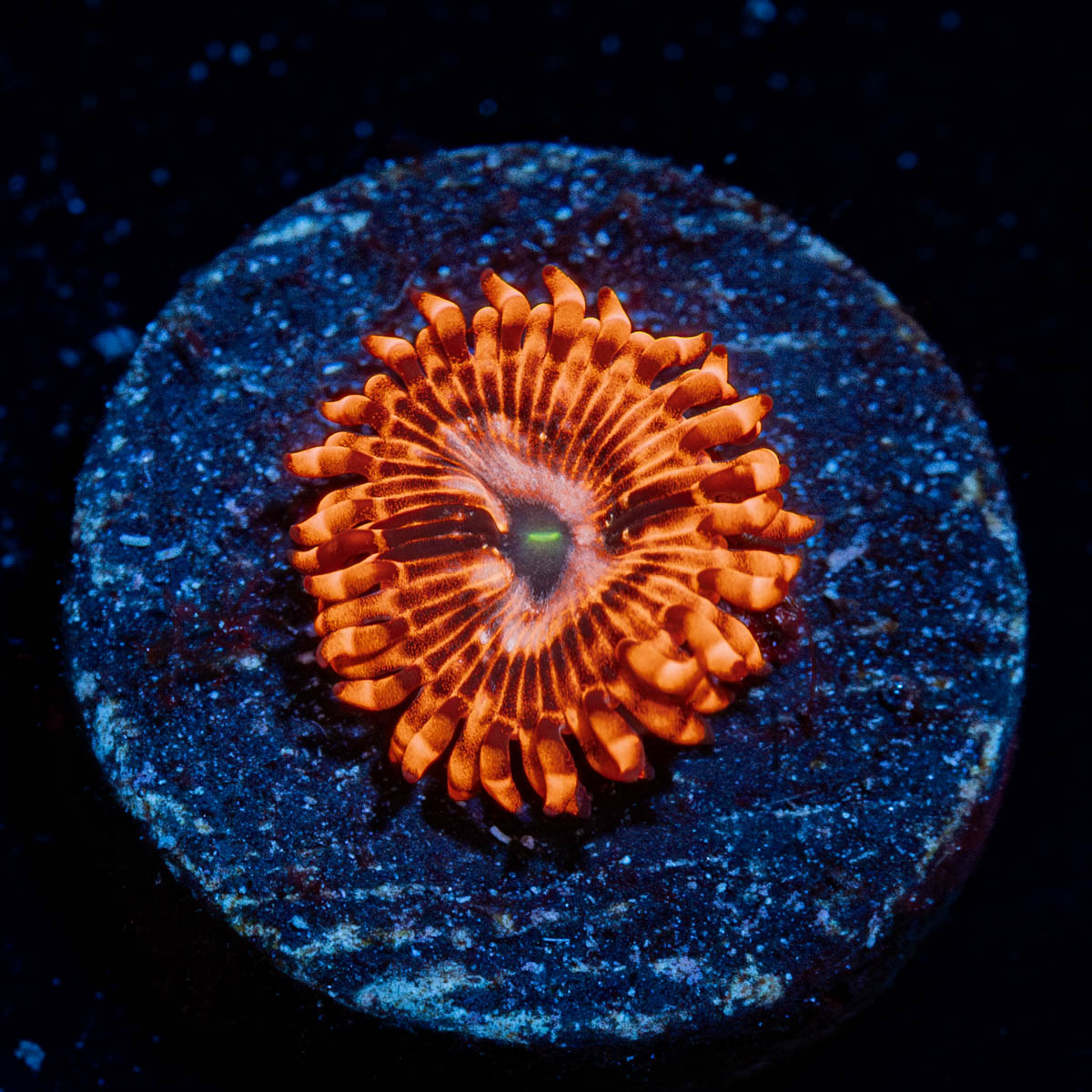 Utter Chaos Zoanthid