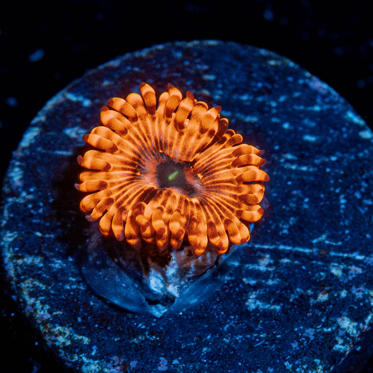 Utter Chaos Zoanthid