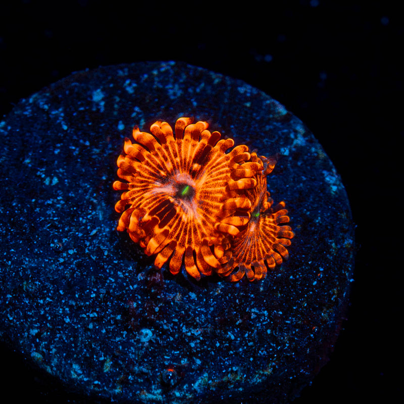 Utter Chaos Zoanthid