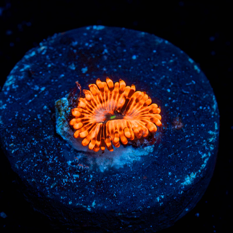 Utter Chaos Zoanthid