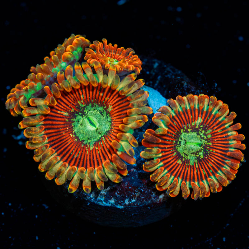 Magician Zoanthid