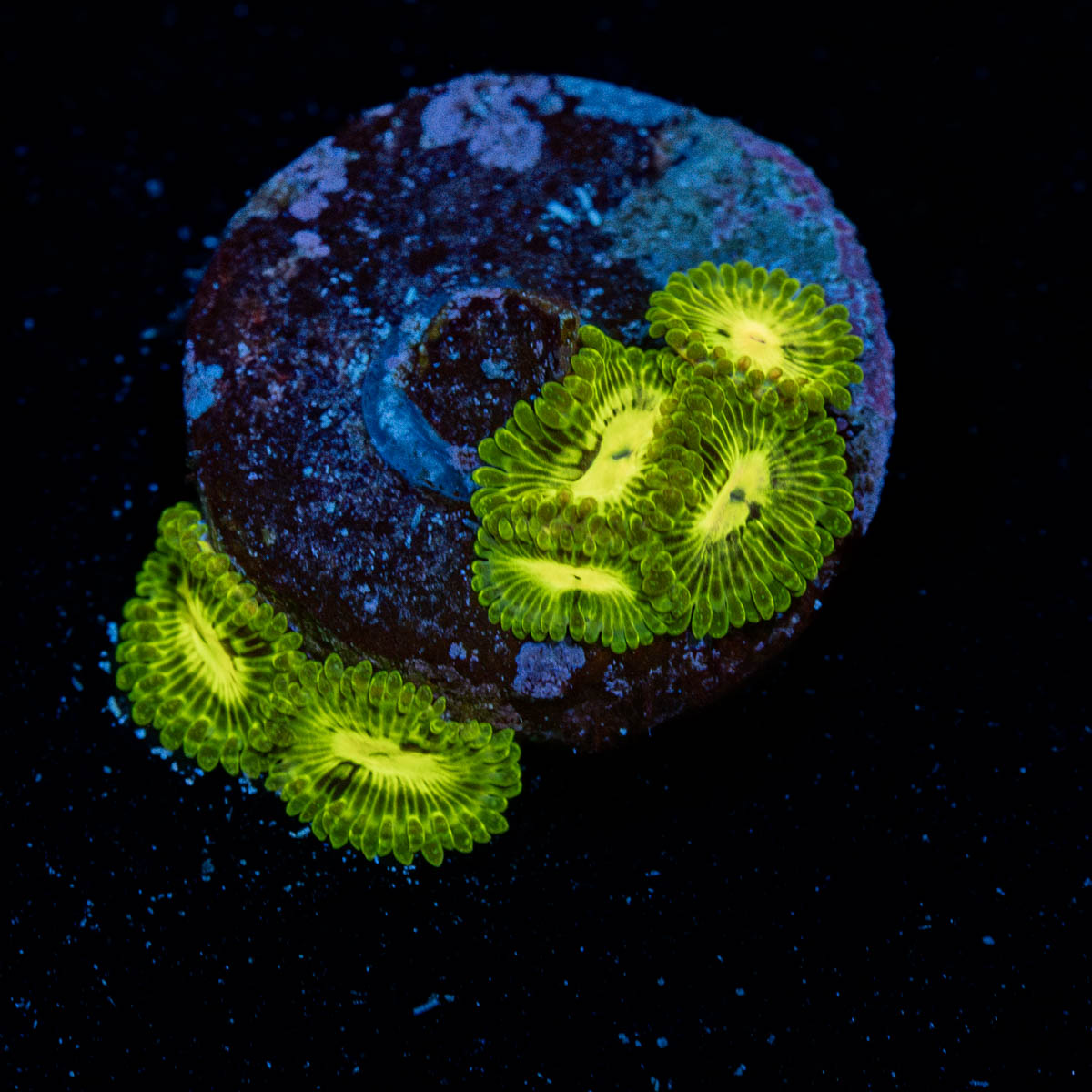 Emerald Mauls Zoanthid