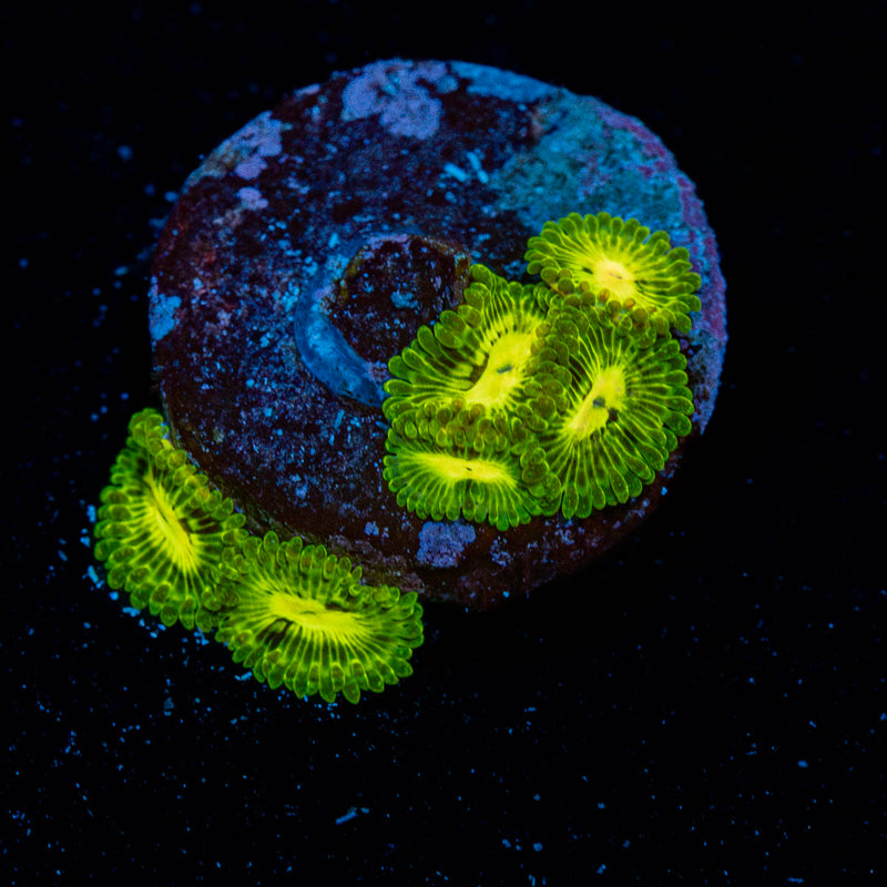 Emerald Mauls Zoanthid