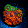 Zoanthid Combo Plug