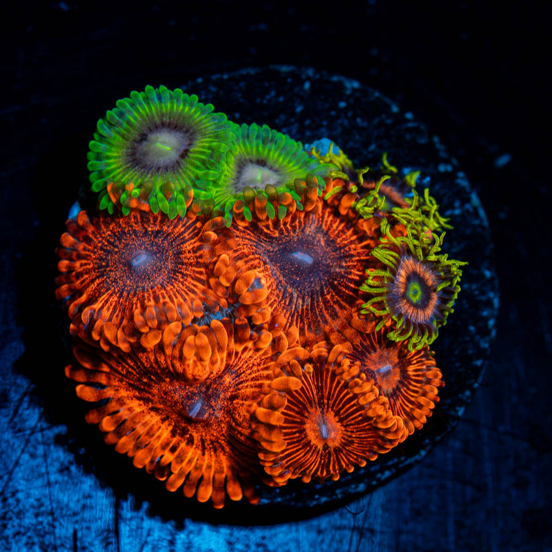 Zoanthid Combo Plug
