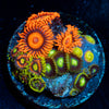 Zoanthid Combo Plug