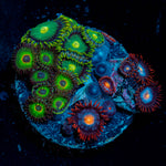 Zoanthid Combo Plug