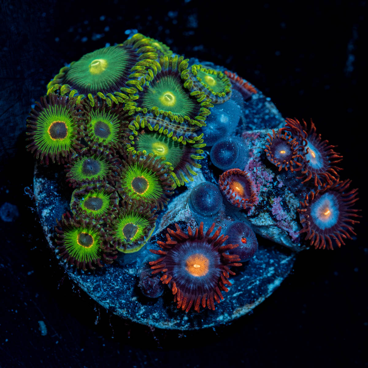Zoanthid Combo Plug