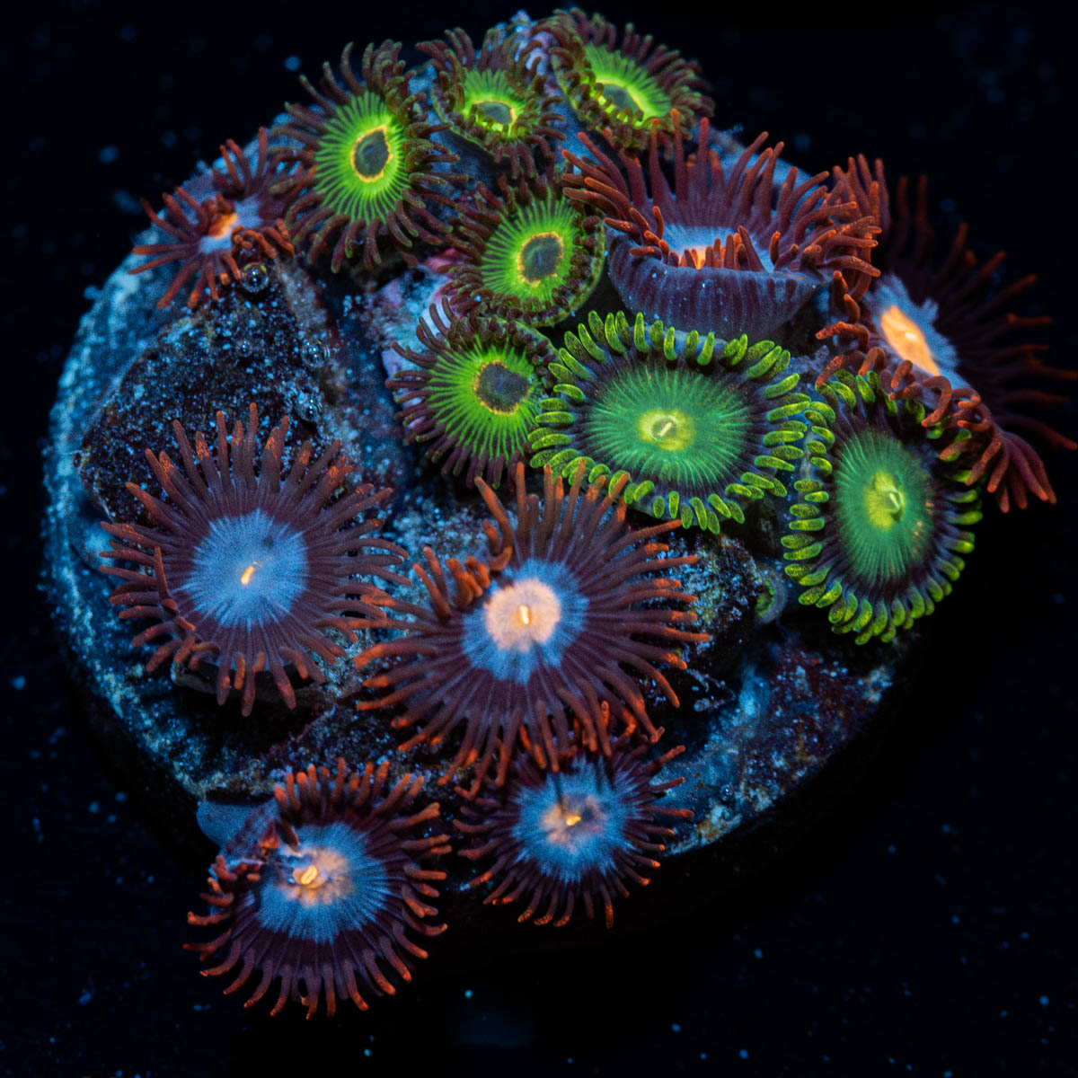Zoanthid Combo Plug