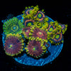 Zoanthid Combo Plug
