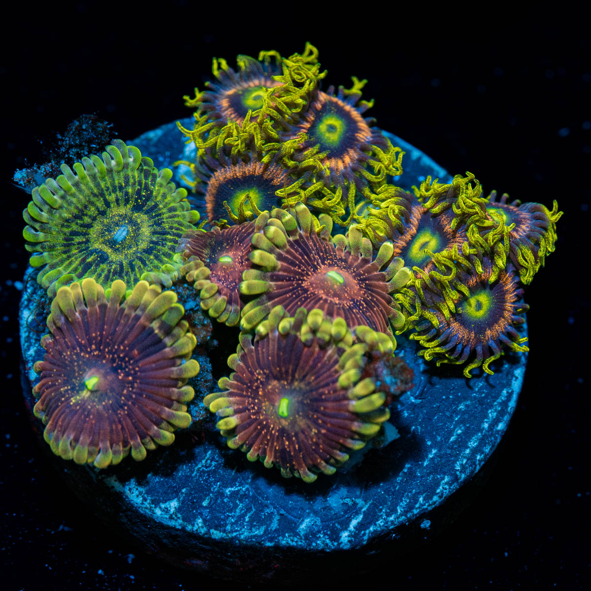 Zoanthid Combo Plug