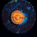 Red Mauls Zoanthid