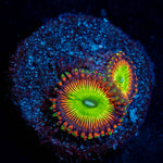 Candy Apple Red Zoanthid
