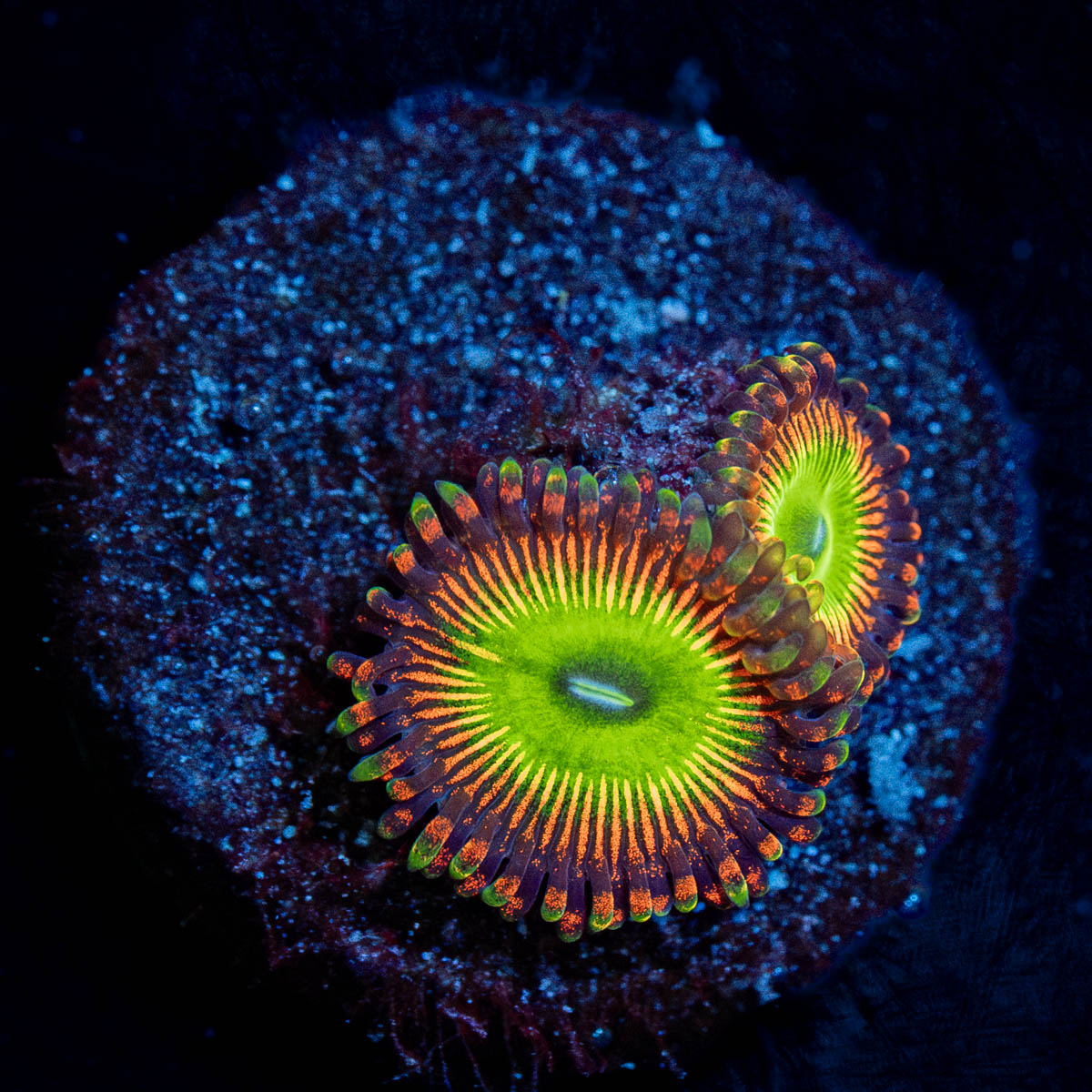 Candy Apple Red Zoanthid