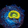 Rainbow Yoda Zoanthid 