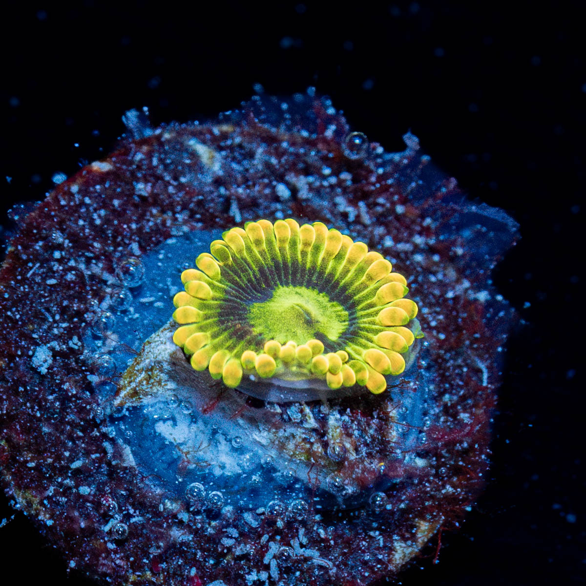 Rainbow Yoda Zoanthid 