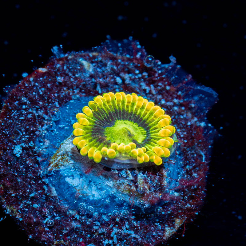 Rainbow Yoda Zoanthid