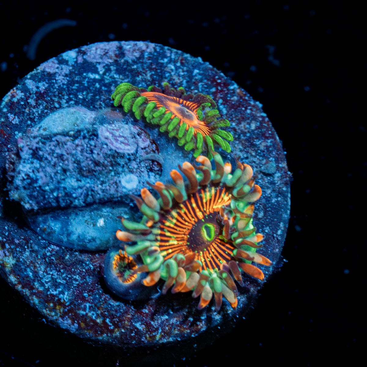 Seduction / Twizzler Zoanthid Plug - riptide aquaculture llc