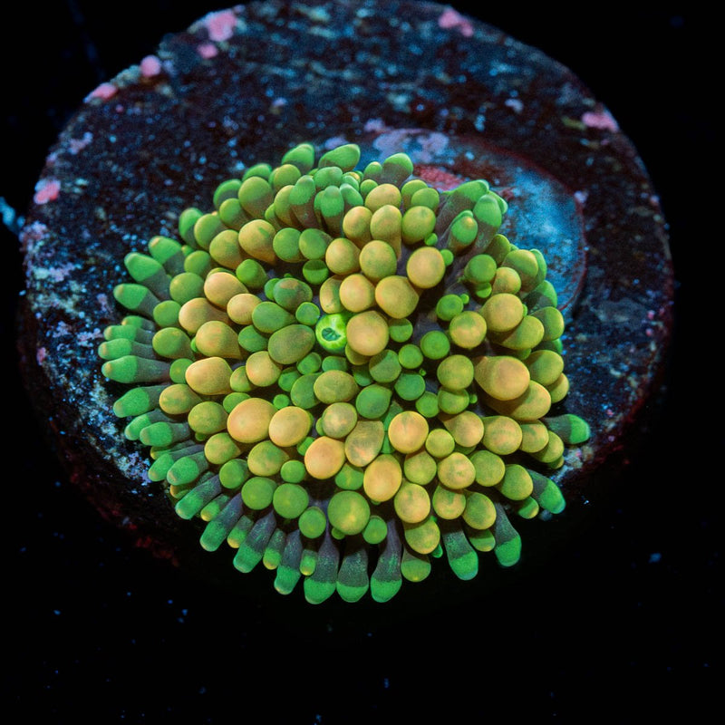 FL Ricordea Mushroom