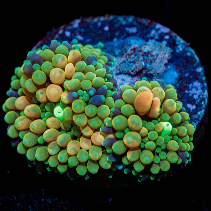 FL Ricordea Mushroom