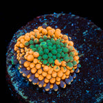 Orange FL Ricordea Mushroom