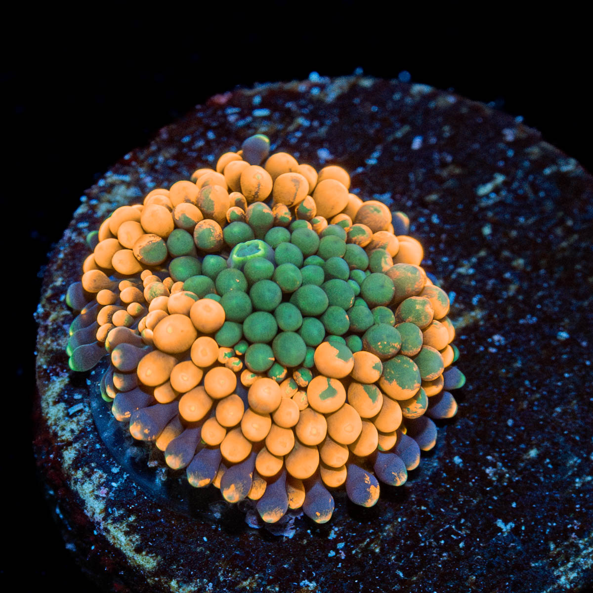 Orange FL Ricordea Mushroom