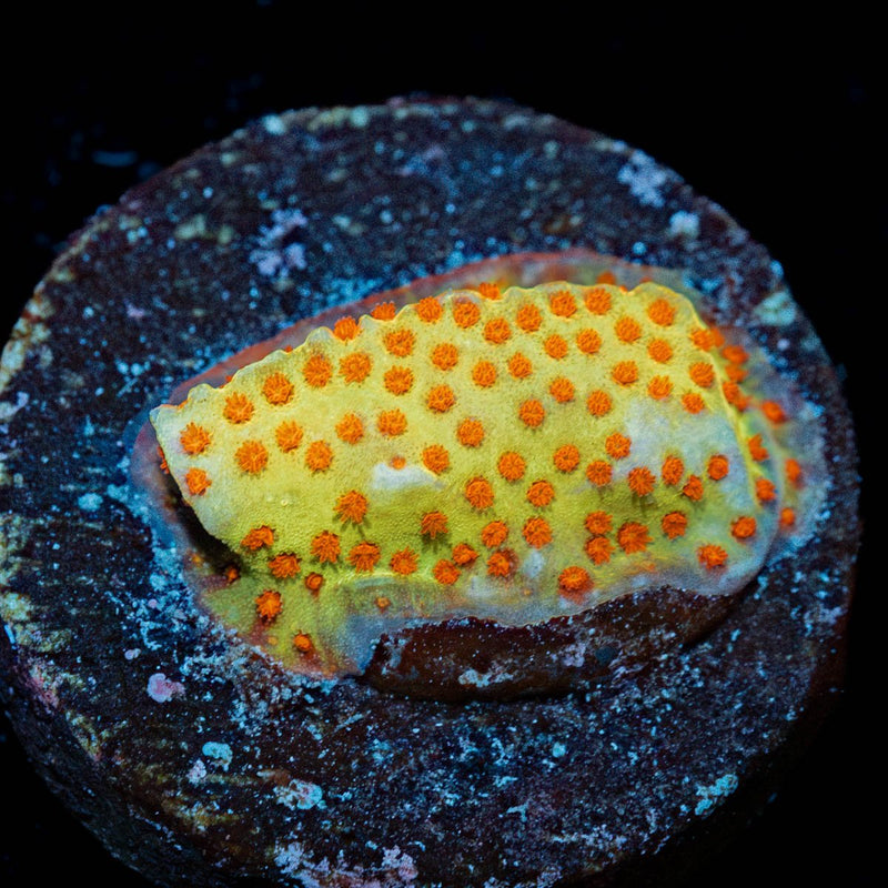 JF Burning Banana Stylo