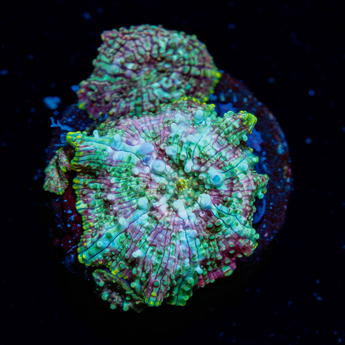 Pink Confetti Mushroom