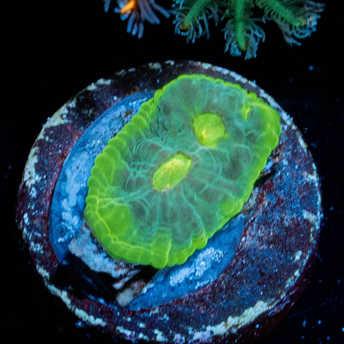 Limewire Chalice - riptide aquaculture llc