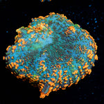 Orange Rhodactis Mushroom