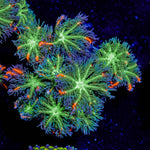 ARC Firework Clove Polyps - riptide aquaculture llc