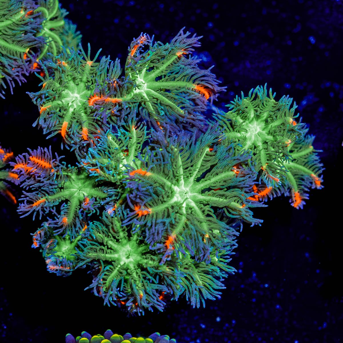 ARC Firework Clove Polyps - riptide aquaculture llc