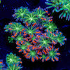 ARC Firework Clove Polyps