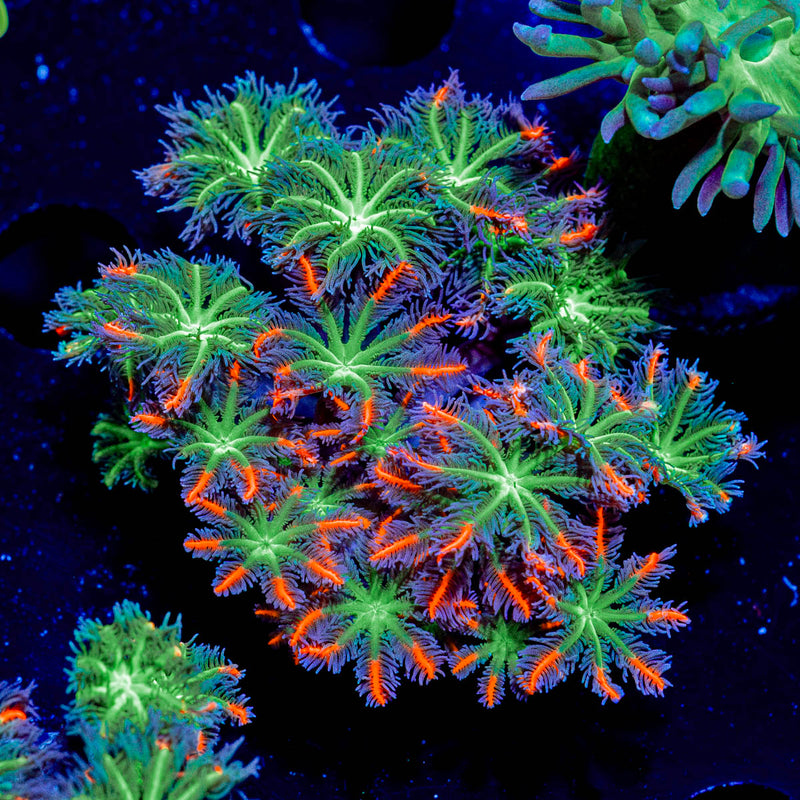 ARC Firework Clove Polyps