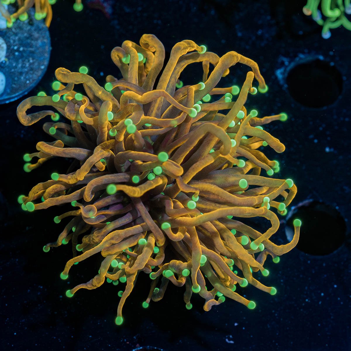 21 Tails Torch - riptide aquaculture llc