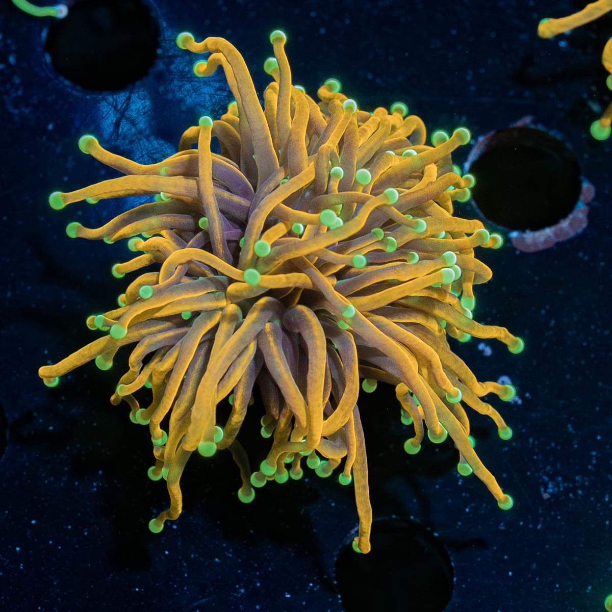 21 Tails Torch - riptide aquaculture llc