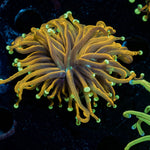 21 Tails Torch - riptide aquaculture llc