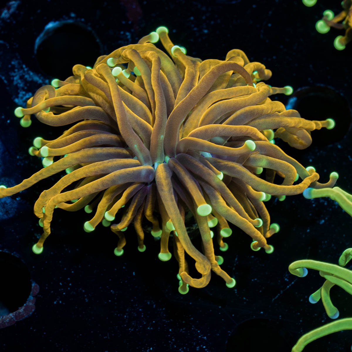 21 Tails Torch - riptide aquaculture llc