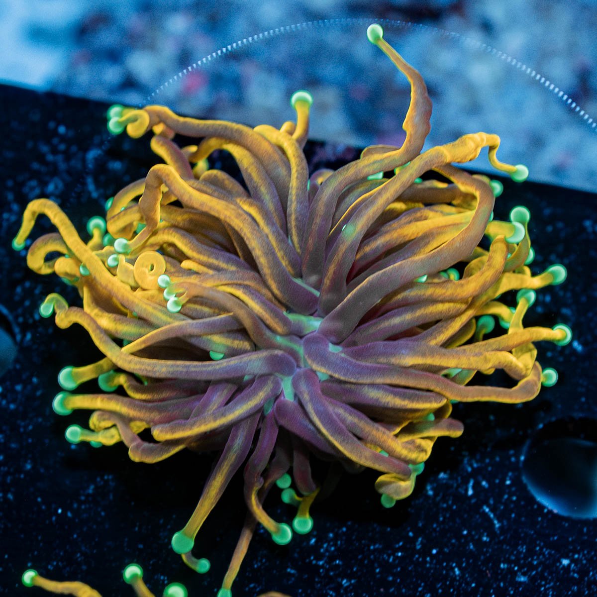 21 Tails Torch - riptide aquaculture llc