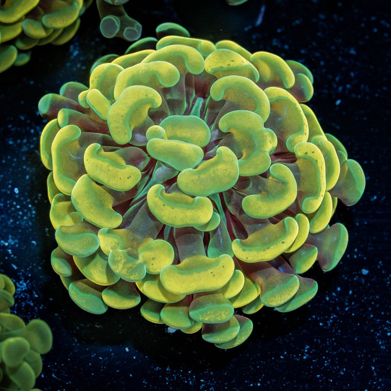 Gold Branching Hammer