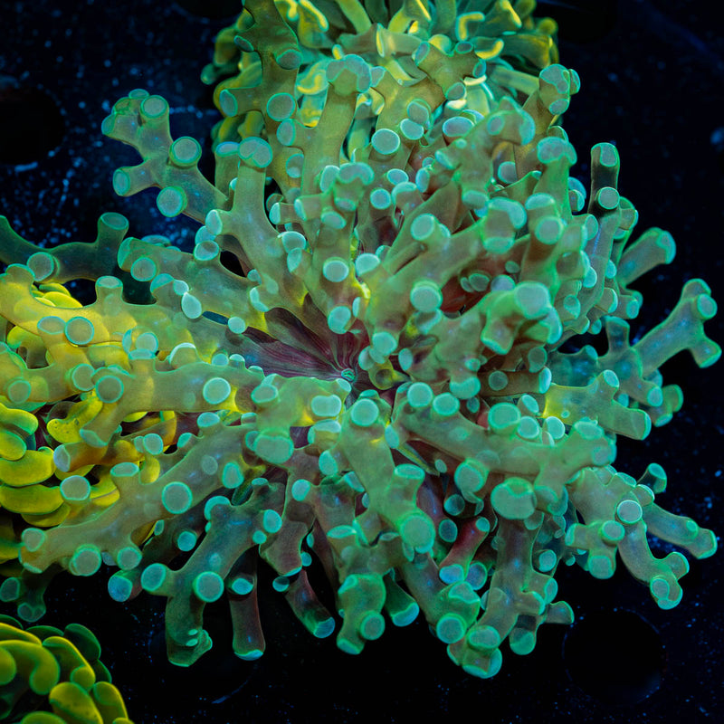 Green Branching Frogspawn