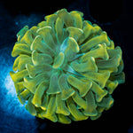 Gold Branching Hammer