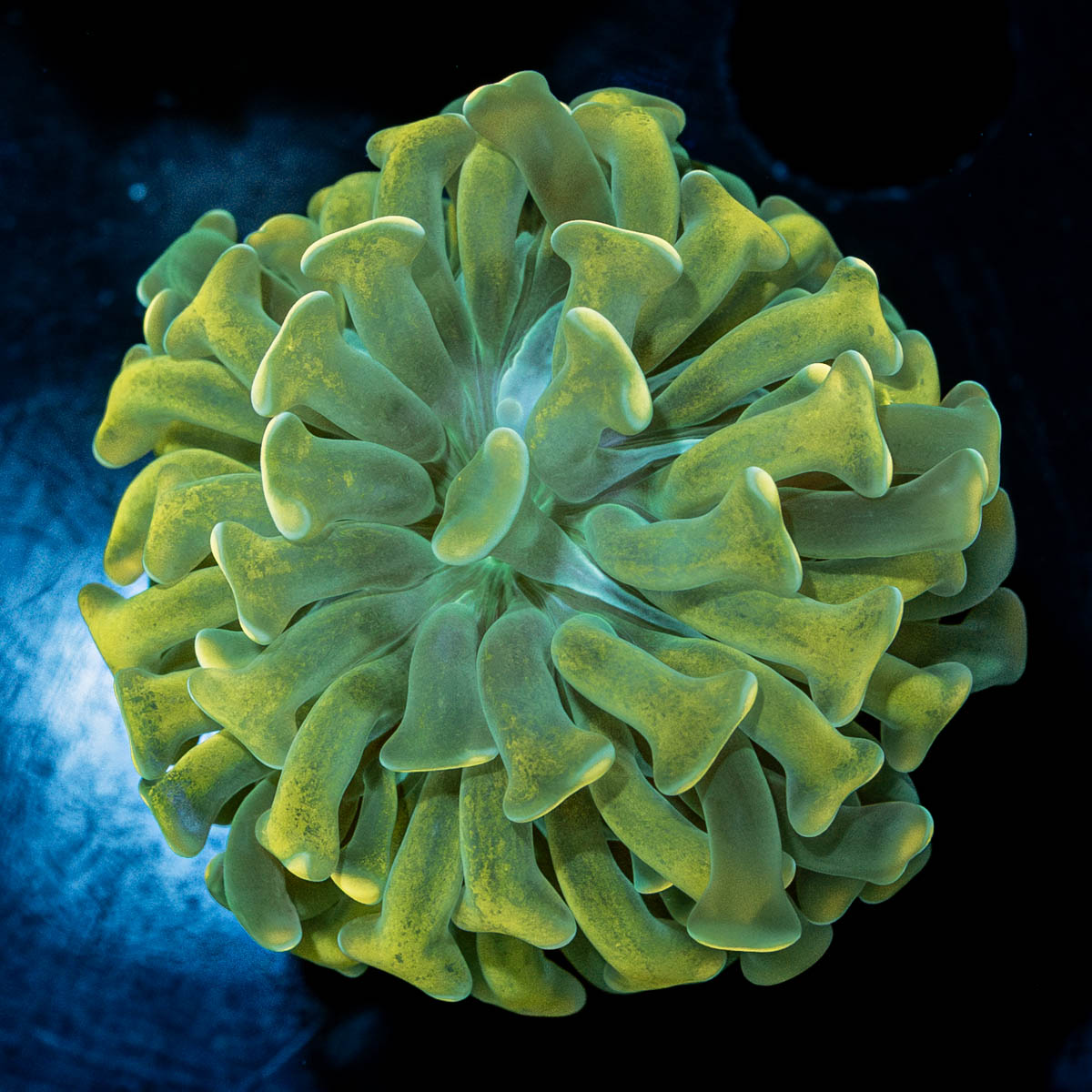 Gold Branching Hammer