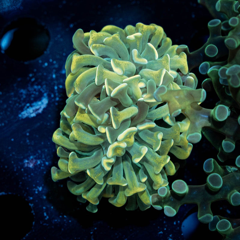 Gold Branching Hammer