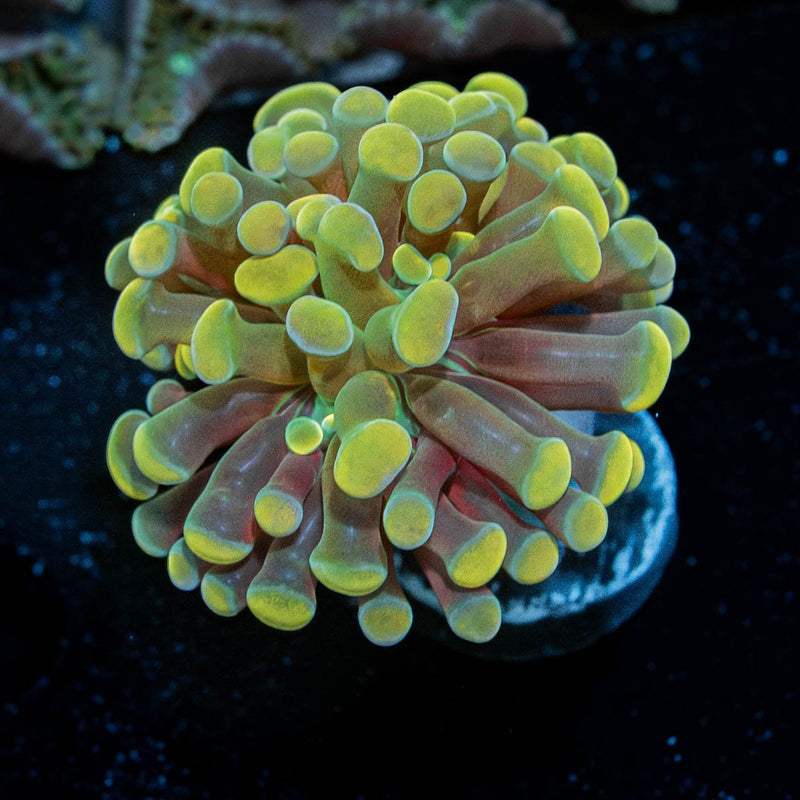 Gold Branching Hammer