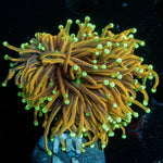 21 Tails Torch - riptide aquaculture llc