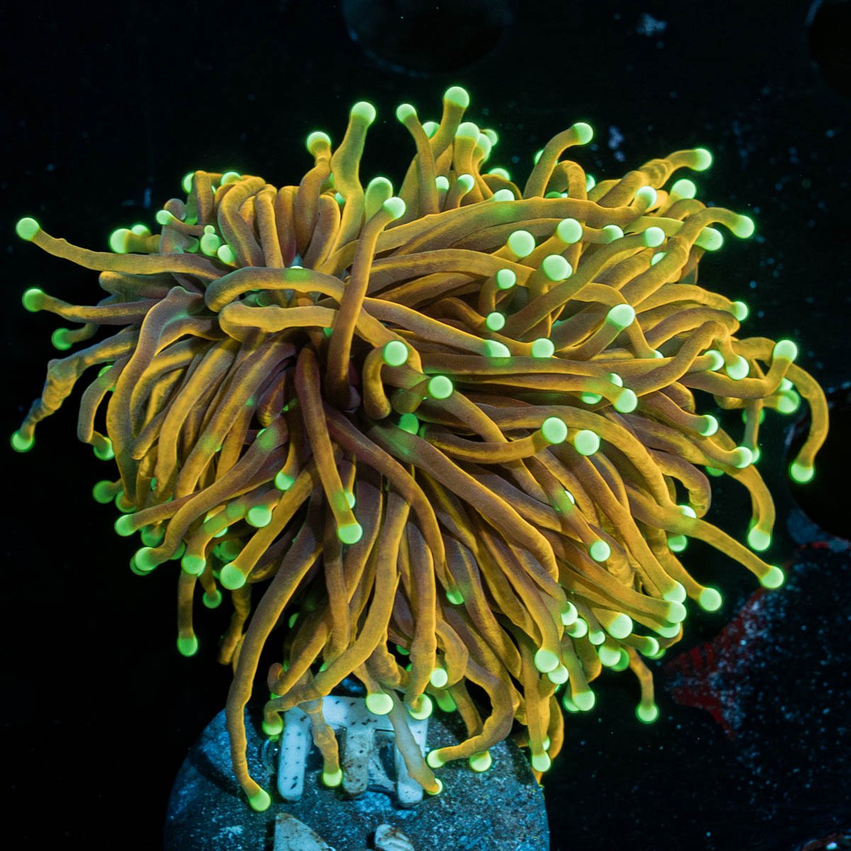 21 Tails Torch - riptide aquaculture llc